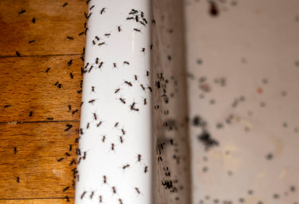 Best Mosquito Control Services  in Oxford, IN