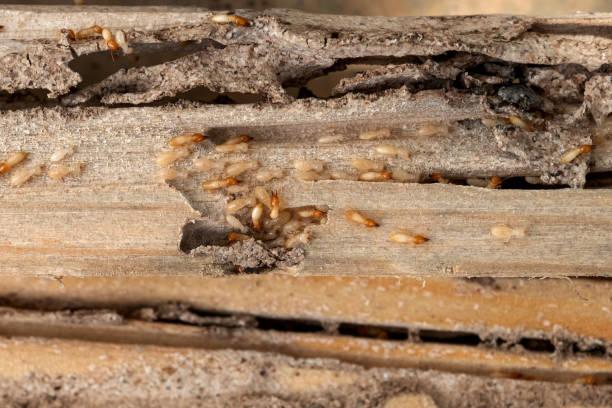 Best Pest Prevention Services  in Oxford, IN
